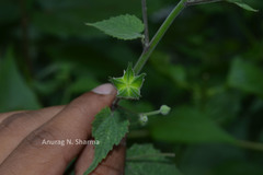 Abutilon persicum